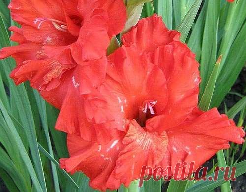 Борьба с вредителями и болезнями гладиолусов