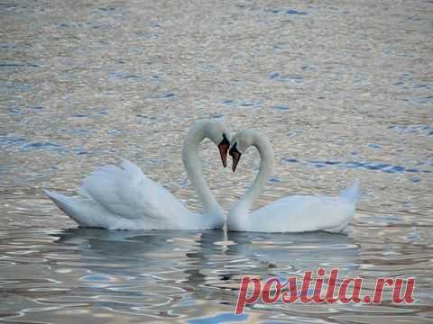 ЛЕТЕЛА В НЕБЕ ЛЕБЕДЬ.... ~ Плэйкасты ~ Beesona.Ru