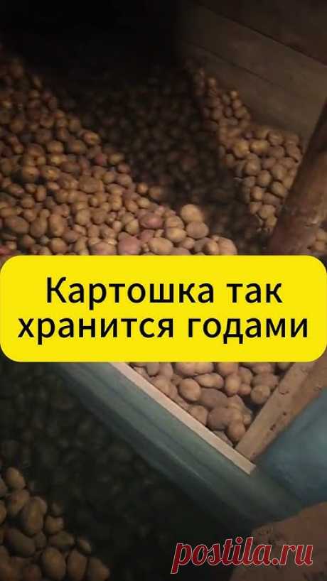 Хотите, чтобы картошка хранилась свежей и вкусной годами? В этом видео мы покажем вам секреты правильного хранения, которые помогут вам наслаждаться урожаем ...