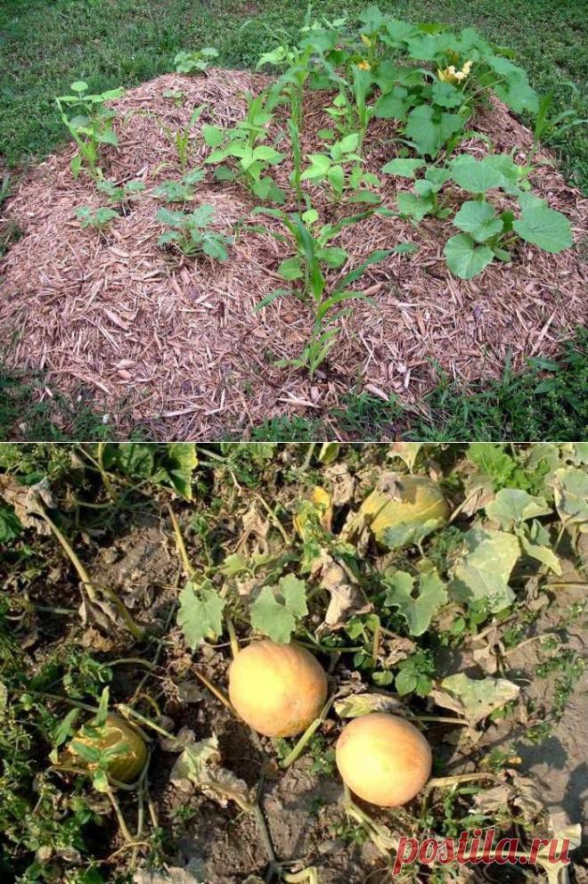 ОГОРОД НА СКОРУЮ РУКУ — КАК БЫСТРО ОСВОИТЬ УЧАСТОК | Самоцветик