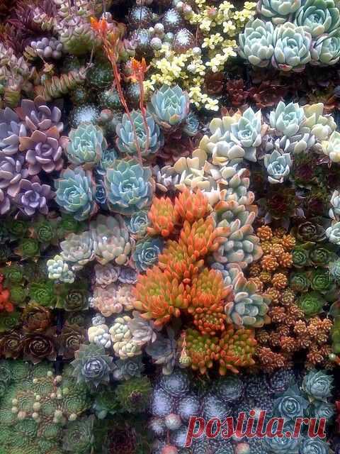Pinterest