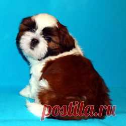 Щенки ши-тцу - Купить щенка ши-тцу Москва - Питомник ши-тцу Москва - щенки ши-тцу