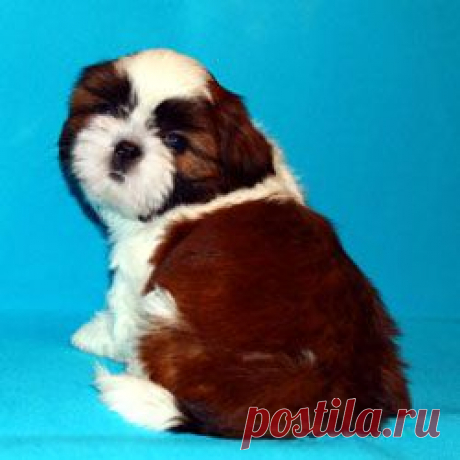 Щенки ши-тцу - Купить щенка ши-тцу Москва - Питомник ши-тцу Москва - щенки ши-тцу