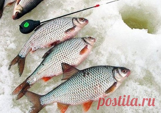 Рабочая снасть для ловли зимней плотвы в глухозимье