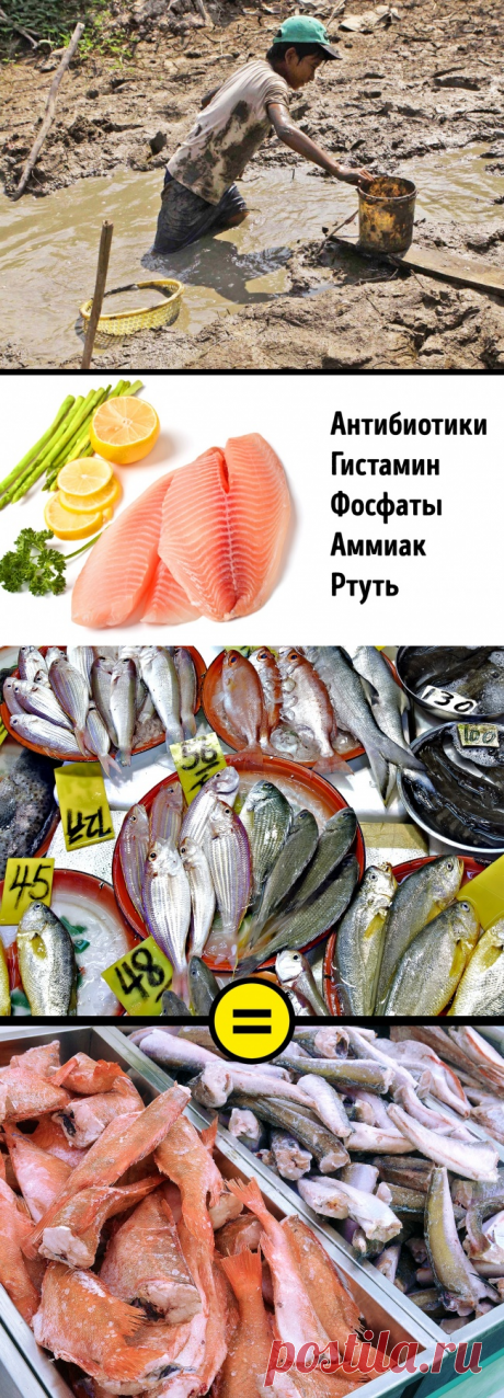 Какую замороженную рыбу не стоит есть: 8 советов для выбора полезного продукта