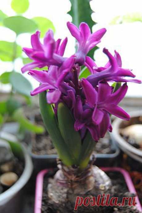 Выгонка луковичных, практическое руководство | Цветы и травы