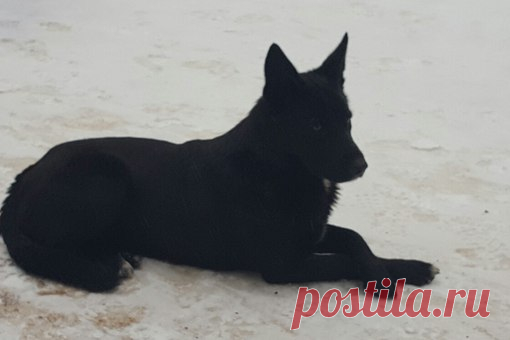 Друзья! В парке Сосновка вот уже вторую неделю пропадает пёс. Он явно ждет своего хозяина, зовет его, бегает и ищет, но прошло столько времени - никто за ним не приходит:( Пёс ухоженный, на вид добродушный, к детям проявляет ненавязчивый интерес. Вдруг получится найти хозяина собаки? Или кто-то как раз ищет себе нового друга и сможет о нем позаботиться? За репост большое спасибо!