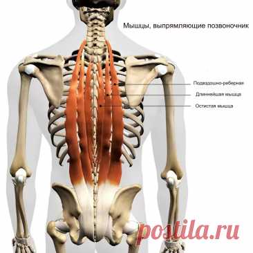 Миастения. Триггерные точки