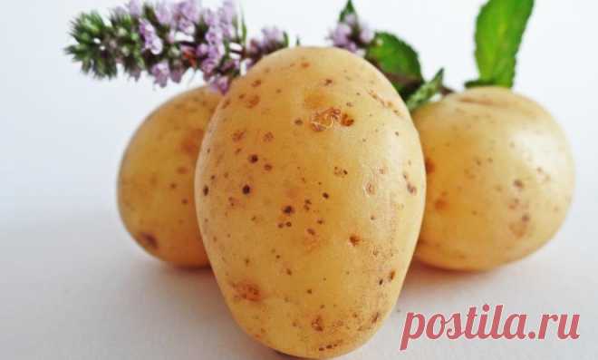 10 рецептов оригинальных блюд из картофеля