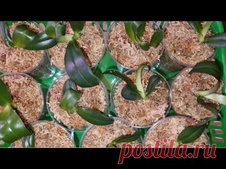 Посадка 17 Орхидей из Фласки | Интернет - магазин "ОрхоРай" | Phal. Younghome Golden Leopard