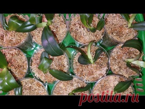 Посадка 17 Орхидей из Фласки | Интернет -  магазин 