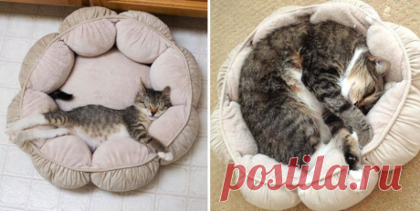 14 котят, которые так быстро выросли. Кошачье время летит стремительно. Только вчера ты принес в дом крошечного котенка с умилительно большими глазами и писклявым голоском. А уже сегодня в квартире заправляет всем хитрый котяра.