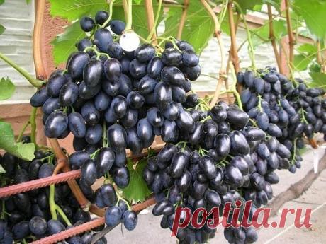 Как правильно формировать виноград