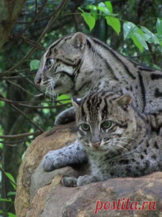 Кошка-Рыболов или Виверровый кот: 25+ фото Крапчатой, цена