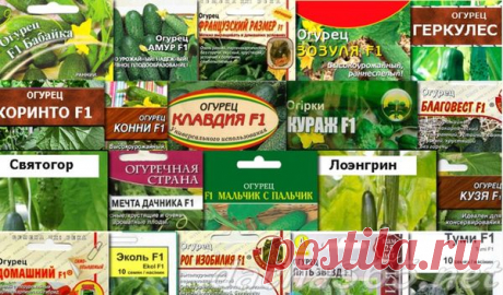 Лучшие сорта огурцов для Подмосковья в теплицах: ранние, средние, поздние и самоопыляемые
