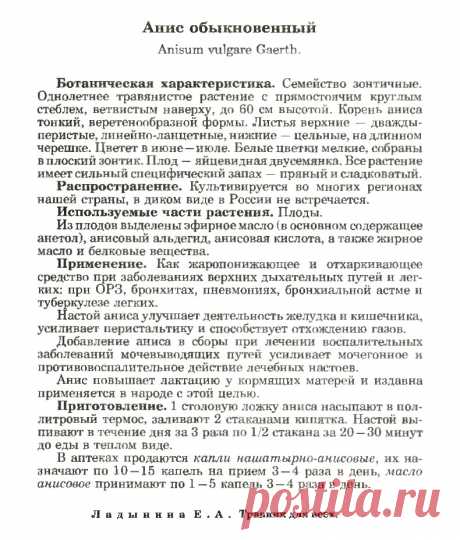 Анис обыкновенный