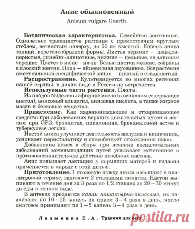 Анис обыкновенный