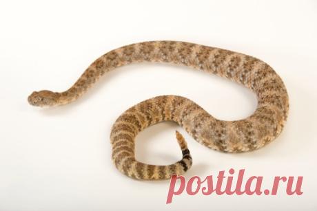 Mexican Tiger Rat Snake Spilotes Pullatus Mexicanus At The Omaha Zoo Stock Photo | Getty Images