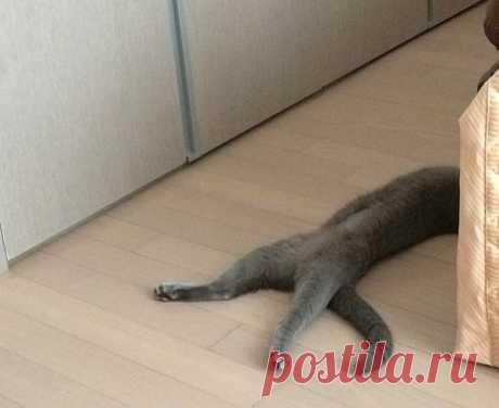 Специалист по голодным обморокам!) Идет набор на обучение!