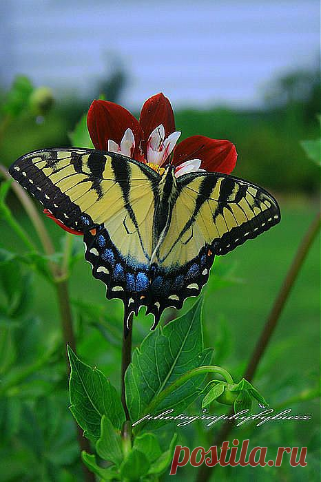 Парусник главк (Papilio glaucus). Водится в Северной Америке. У бабочек северного подвида желтые крылья с черными полосами, его называют ещё тигровым. У южных бабочек крылья гораздо темнее, а у самок бывают даже черными.|Tiger Swallowtail | Butterflies, Bees