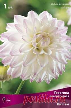 Георгина декоративная Виттем