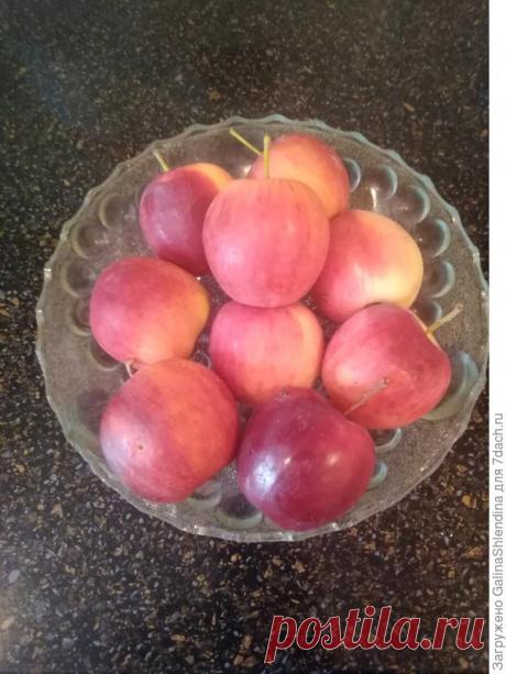 Подготовка яблонь к зиме. Осенние подкормки, обработки, побелка