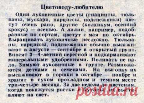 Луковичные. Совет цветоводу