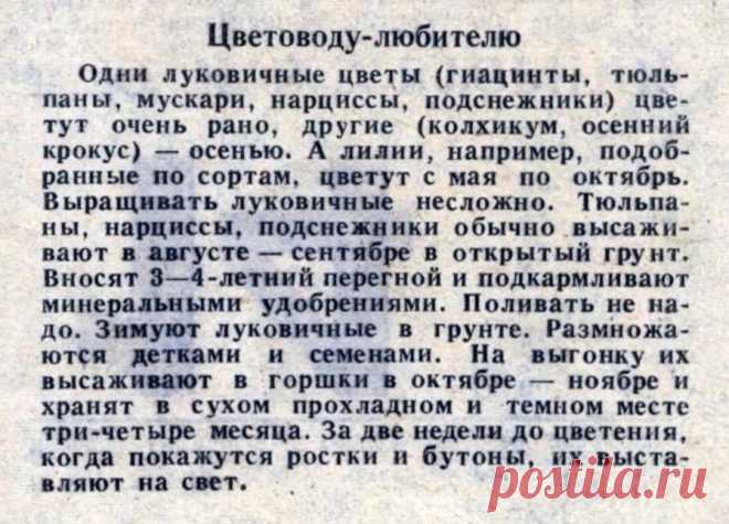 Луковичные. Совет цветоводу