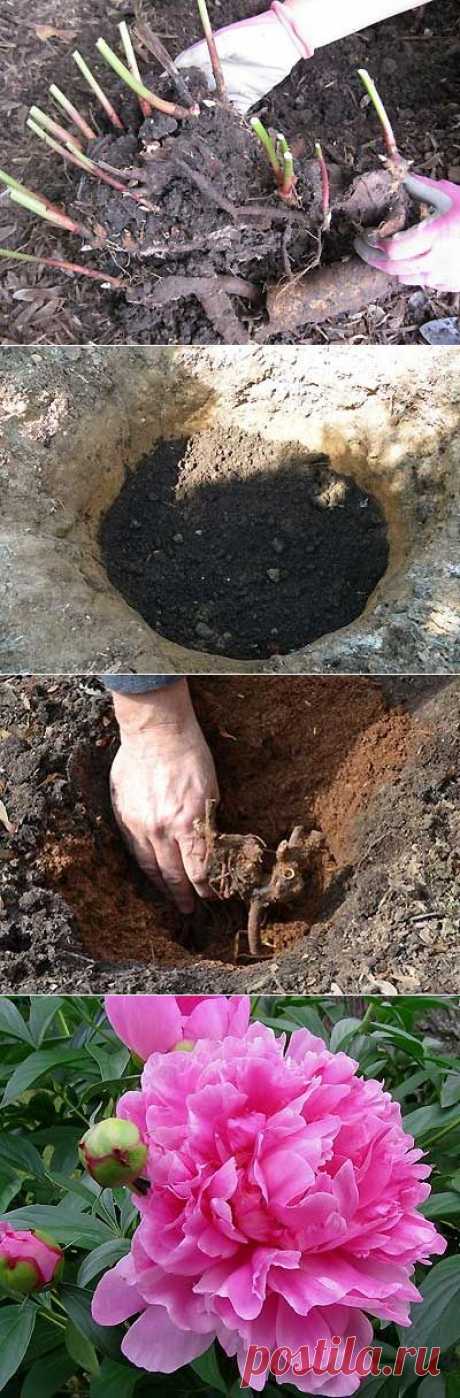 Как пересадить пионы осенью | Мое подворье