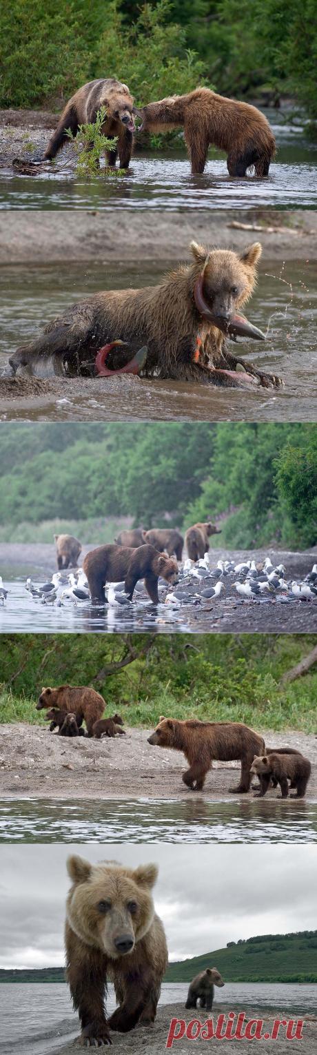 Медведи Камчатки | Уши, лапы, хвост