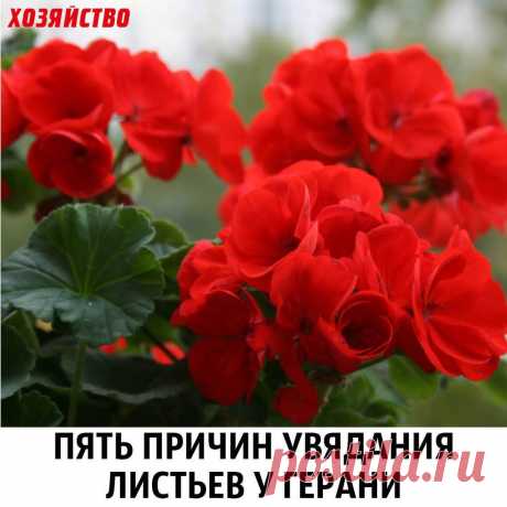 Публикация Хозяйство Газета в Instagram • Апр 8 2017 в 6:06 UTC 300 отметок «Нравится», 3 комментариев — Хозяйство Газета (@hozyaistvo_gazeta) в Instagram: «1. Слишком маленький горшок. Герань не любит больших пространств, но некоторые цветоводы умудряются…»