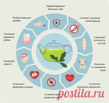 ЯжеХозяйка 🫖 Польза зелёного чая в этой карточке

#здоровье