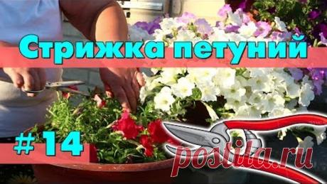 Петунии 2017: Плановая стрижка 20 июля, для чего нужна?✂