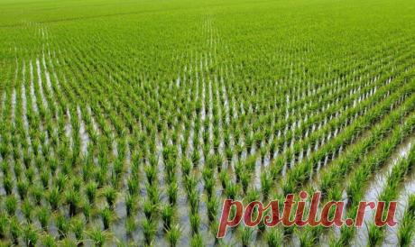 Многие люди варят рис неправильно! В том числе опытные повара не знают, как удалить мышьяк из любого риса