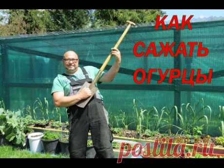 Огурцы в ведре .   Как сажать огурцы. Новинка 2017