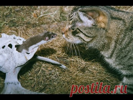 Кот и ласка (the cat and the weasel)