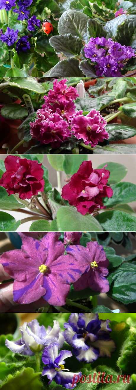 🌺Фиалковедия от alla-Fi🌺 Описание, особенности и классификация сортовых фиалок 🌺 Введение | alla-Fi и Fiалки Комнатные цветы | Яндекс Дзен
Доброго Вам дня, мои уважаемые читатели, гости канала, цветоводы и просто любители комнатных растений и домашних цветов.
С Вами alla-Fi и я начинаю серию статей под названием &quot;Фиалковедия от alla-Fi&quot;. В этой серии я буду рассказывать подробно о каждом сорте узамбарских фиалок (сенполий), об их особенностях, характеристиках и отличительных чертах.