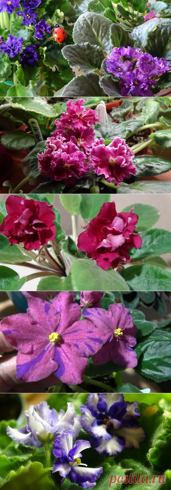 🌺Фиалковедия от alla-Fi🌺 Описание, особенности и классификация сортовых фиалок 🌺 Введение | alla-Fi и Fiалки Комнатные цветы | Яндекс Дзен
Доброго Вам дня, мои уважаемые читатели, гости канала, цветоводы и просто любители комнатных растений и домашних цветов.
С Вами alla-Fi и я начинаю серию статей под названием "Фиалковедия от alla-Fi". В этой серии я буду рассказывать подробно о каждом сорте узамбарских фиалок (сенполий), об их особенностях, характеристиках и отличительных чертах.