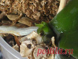 . . . .Мастерская Бирюзинки: "Омоложение" или разделение орхидеи, часть 3