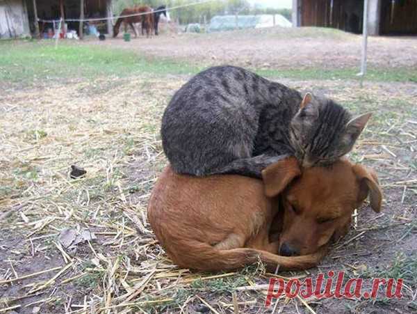 Коты спят