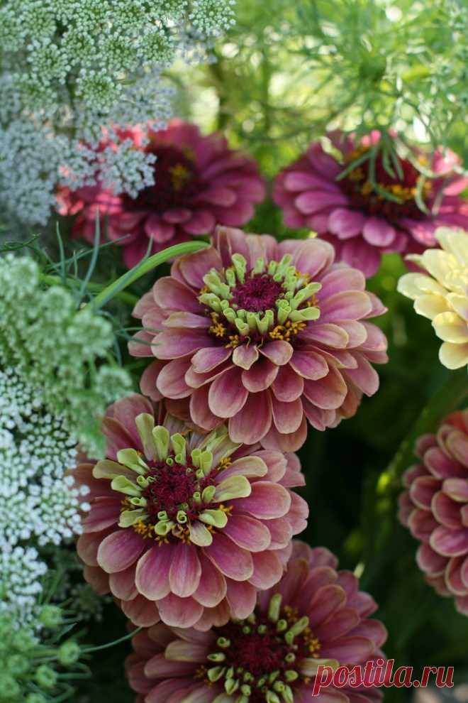 Zinnia Queen Red Lime Explore Erin Benzakein / Floret Flower Farm's photos on Flickr. Erin Benzakein / Floret Flower Farm has uploaded 1127 photos to Flickr.