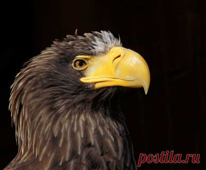 35PHOTO - Borsov Michail - Белоплечий орлан. Парадный портрет