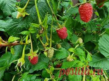 Зачем сажать пижму рядом с малиной: насекомое-телохранитель, которое работает лучше яда. Малина — ягода капризная. Она страдает от тли, долгоносиков и малинного жука, которые способны уничтожить урожай за считанные недели.