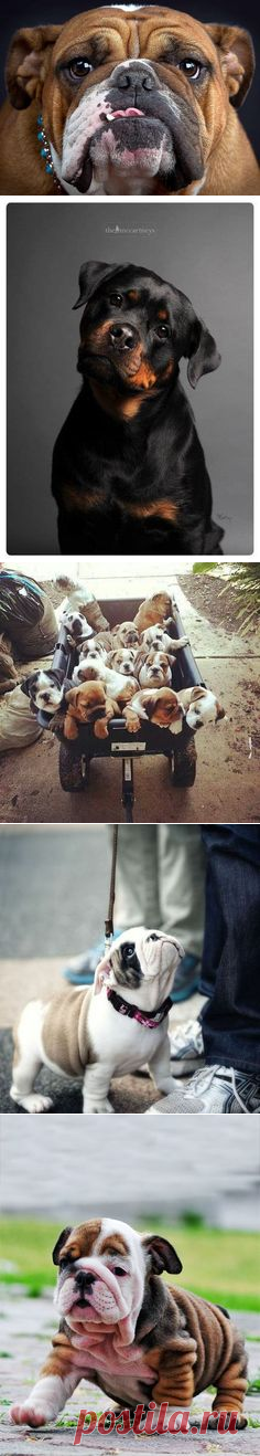 (2) Just cannot cope with all the cuteness!!! | Animal kingdom - My heartbeat...