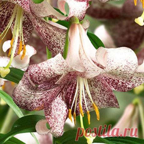 Лилия Ланкон | Саженцы купить | Фото, описание и отзывы