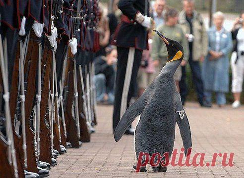 В Норвегии есть пингвин, которого посвятили в рыцари. Он носит звание сэр Нильс Улаф.
