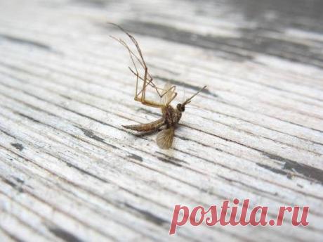 Борьба с комарами народными средствами / Домоседы