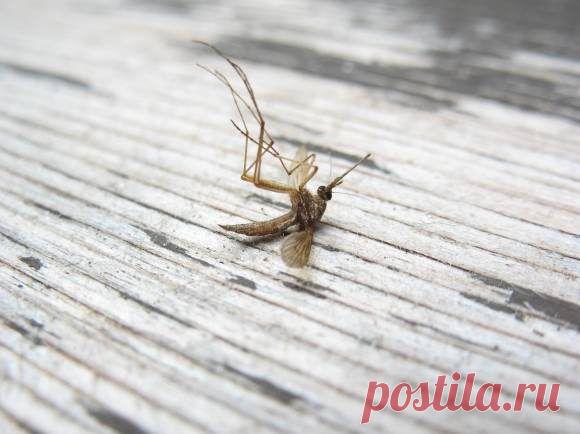 Борьба с комарами народными средствами / Домоседы