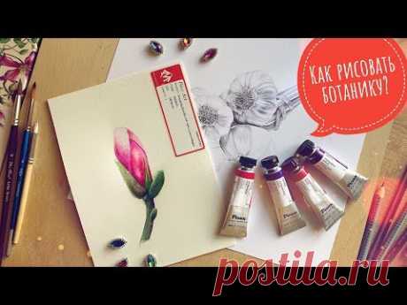 Мнение об акварели Pinax и ботаническая иллюстрация