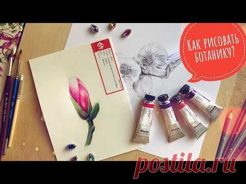 Мнение об акварели Pinax и ботаническая иллюстрация